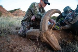 aoudad_hunt_top_end_adventures