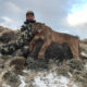 Colorado Cougar Hunt