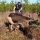 Canadian Moose Bear Combo Hunt