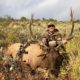 Idaho Archery Elk Hunt – Private Ranch, Big Bulls