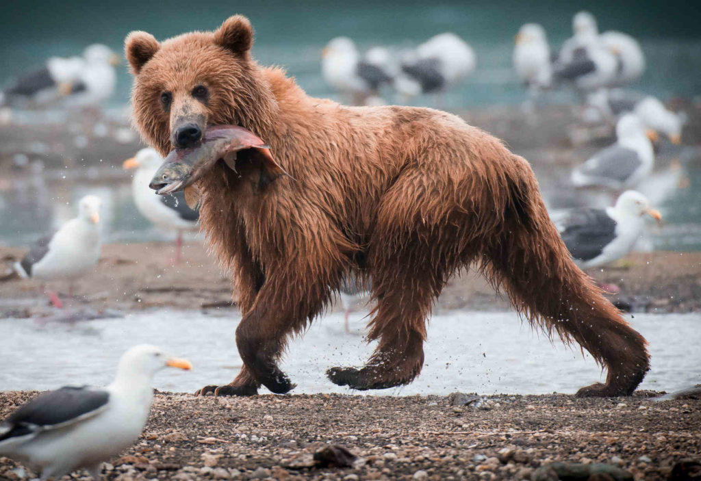 Alaskan Brown Bear eating fish