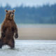 How to Score Alaskan Brown Bears and Grizzly Bears