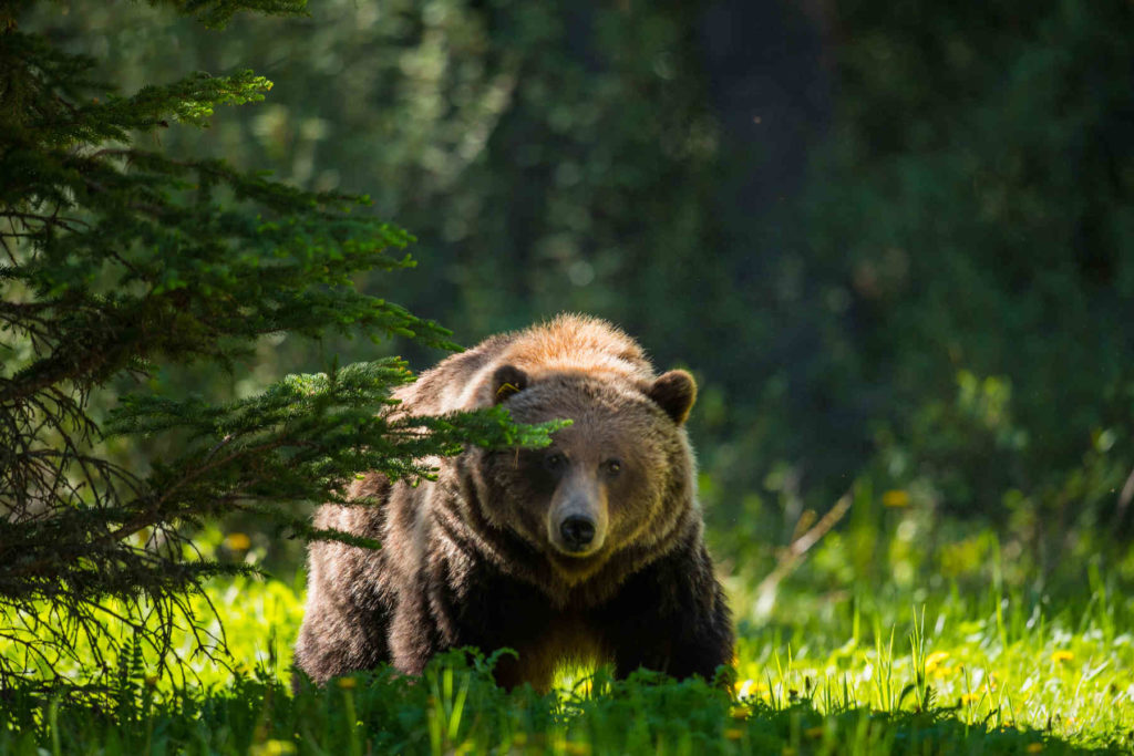 Grizzly Bear in the summertime