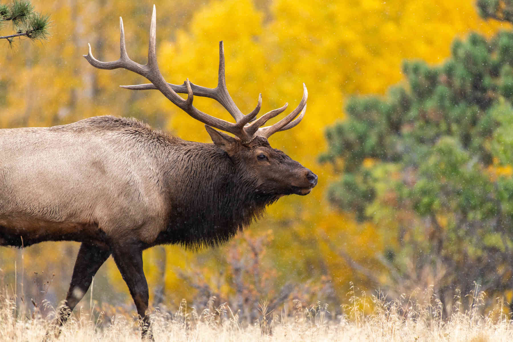 field-judging-elk-101-top-end-adventures