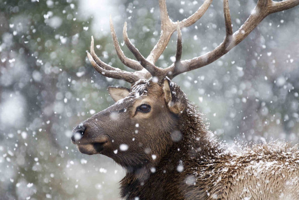 Elk being field judged by hunter in winter