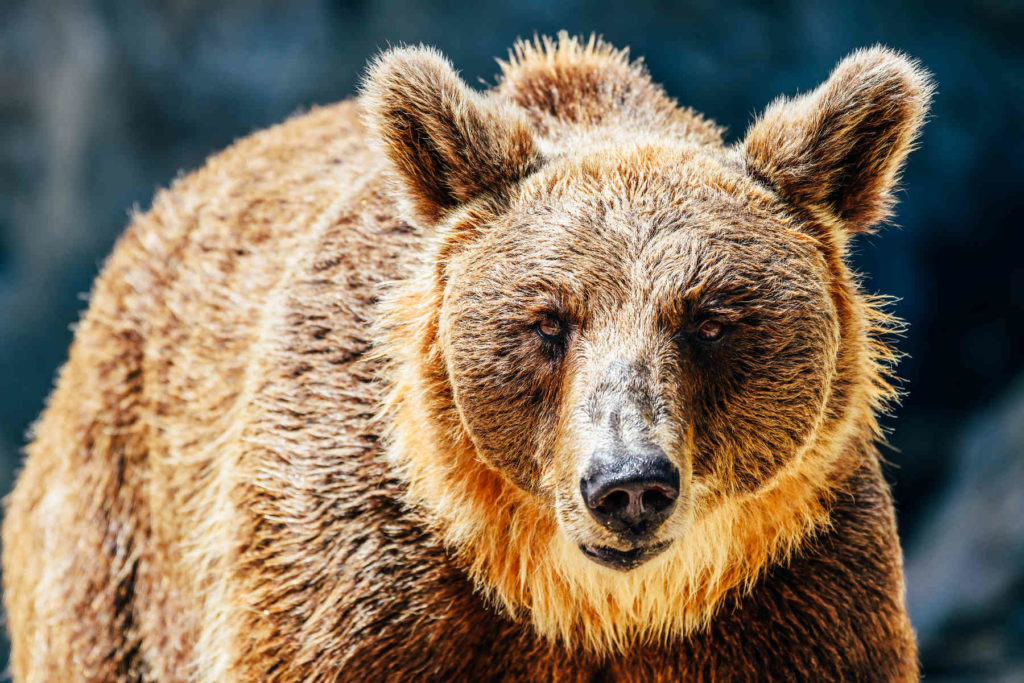 Brown Bear squaring Alaska
