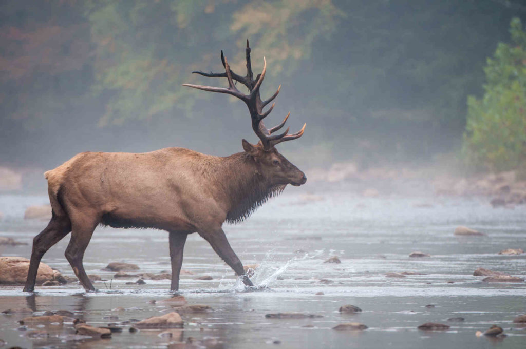 Bull Elk walking across river being field judged by hunter