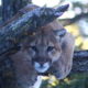 Wyoming Cougar Hunt