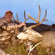 Wyoming Archery and Rifle Mule Deer Hunt