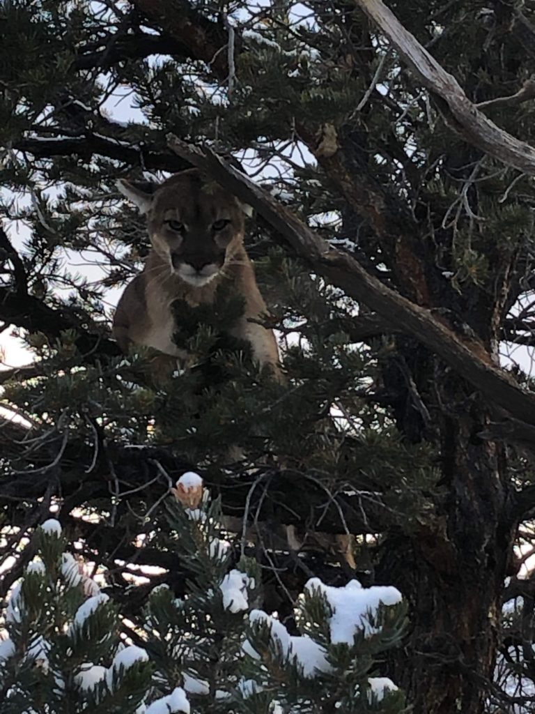Colorado Mountain Lion Hunt