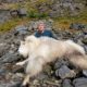 Trip Report: Alaska Mountain Goat Hunt