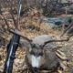 Colorado Mule Deer Hunt with Guaranteed Tags