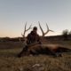 Colorado Elk Hunt and Guaranteed Tags
