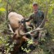 Trip Report: Colorado Archery Elk 2021