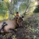Archery Keys To Success For New Elk Hunters: Tip 3 