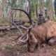 Archery Keys To Success For New Elk Hunters: Tip 2