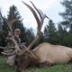 High Fence Elk Hunting and Why Canada is Best Value Place To Go