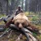 Alaska Grizzly and Black Bear Hunt