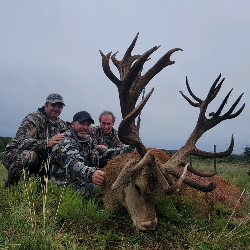 Argentina Red Stag