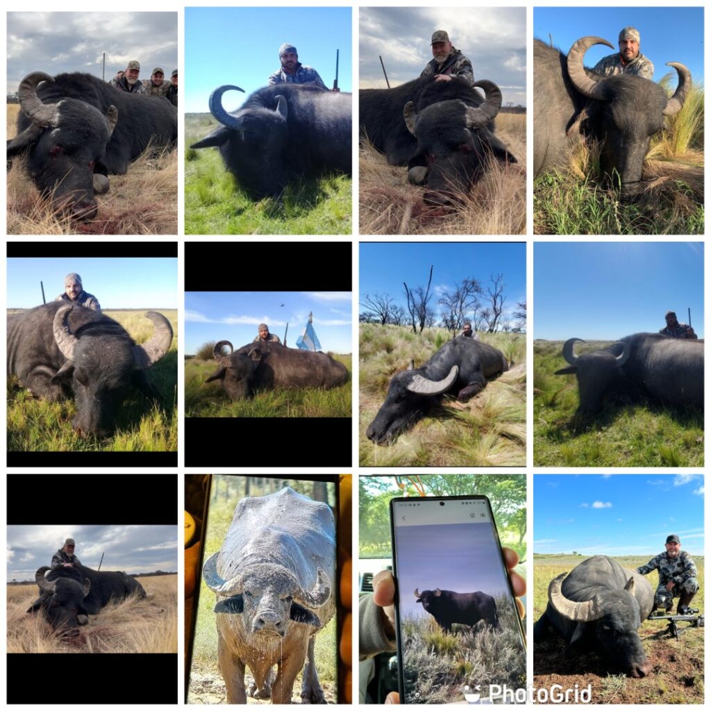 Water Buffalo Hunting in Argentina: A Trophy Pursuit