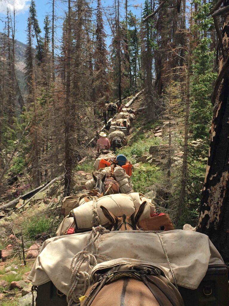 Utah Wilderness Archery Elk Hunt - Pack string of mules with supplies headed up the mountain trail.