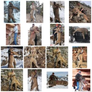 Utah Cougar Hunt - Top End Adventures Utah Cougar Hunt